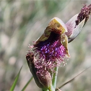 Calochilus robertsonii (Beard Orchid) at Lower Borough, NSW - 19 Oct 2025 by trevorpreston