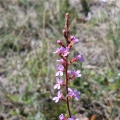 Stylidium graminifolium at Lower Borough, NSW - Today by trevorpreston