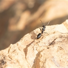 Camponotus nigroaeneus (Sugar ant) at Flinders Ranges, SA - 24 Sep 2025 by AlisonMilton