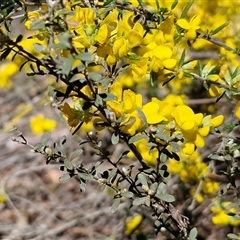 Genista monspessulana at Windellama, NSW - Today by trevorpreston