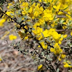 Genista monspessulana at Windellama, NSW - Today by trevorpreston