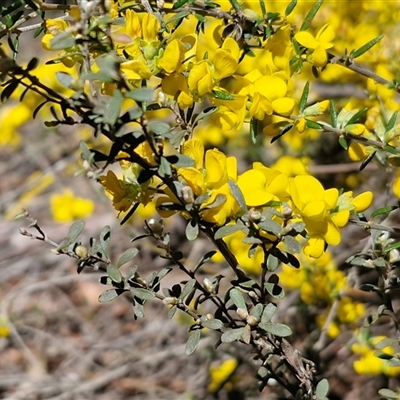 Genista monspessulana at Windellama, NSW - Today by trevorpreston