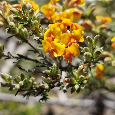 Dillwynia sericea at Windellama, NSW - Today by trevorpreston