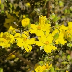 Hibbertia calycina at Bungonia, NSW - Today by trevorpreston