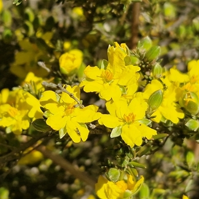 Hibbertia calycina at Bungonia, NSW - Today by trevorpreston