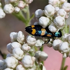 Castiarina livida (Jewel Beetle) at Bungonia, NSW - Today by trevorpreston