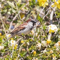 Passer domesticus (House Sparrow) at Blinman, SA - 24 Sep 2025 by AlisonMilton