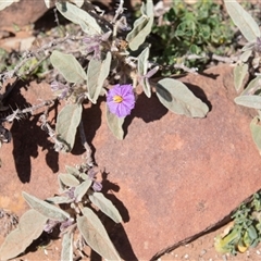Unverified Other Wildflower or Herb at Flinders Ranges, SA - 24 Sep 2025 by AlisonMilton