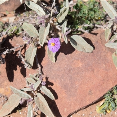 Unverified Other Wildflower or Herb at Flinders Ranges, SA - 24 Sep 2025 by AlisonMilton