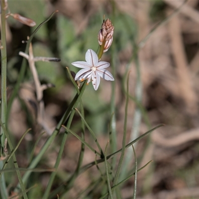 Burchardia umbellata at Upalinna, SA - 24 Sep 2025 by AlisonMilton
