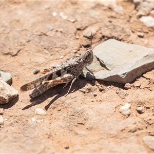 Chortoicetes terminifera (Australian Plague Locust) at Flinders Ranges, SA - 24 Sep 2025 by AlisonMilton
