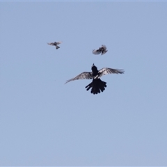 Corvus coronoides at Blinman, SA - 24 Sep 2025 by AlisonMilton