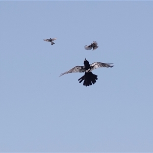 Corvus coronoides at Blinman, SA - 24 Sep 2025 by AlisonMilton