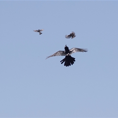 Corvus coronoides at Blinman, SA - 24 Sep 2025 by AlisonMilton