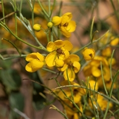 Unverified Other Shrub at Flinders Ranges, SA - 24 Sep 2025 by AlisonMilton