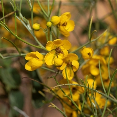 Unverified Other Shrub at Flinders Ranges, SA - 24 Sep 2025 by AlisonMilton