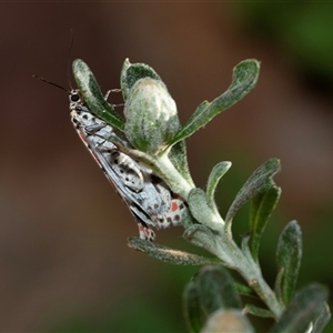 Utetheisa (genus) at Flinders Ranges, SA - 24 Sep 2025 by AlisonMilton