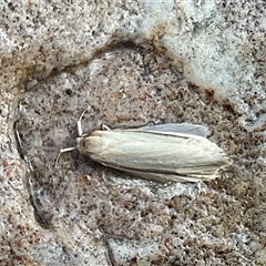 Philobota pilipes (A concealer moth) at Higgins, ACT - 19 Oct 2025 by Jennybach