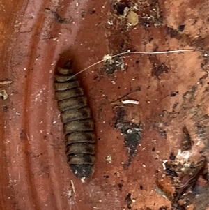 Unverified Other primitive insect at Theodore, ACT - Today by Cardy