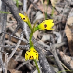 Diuris sulphurea (Tiger Orchid) at Fadden, ACT - 19 Oct 2025 by Mike