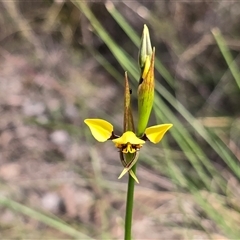 Diuris sulphurea (Tiger Orchid) at Isaacs, ACT - 19 Oct 2025 by Mike