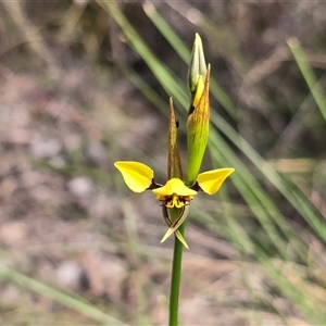 Diuris sulphurea (Tiger Orchid) at Isaacs, ACT - 19 Oct 2025 by Mike