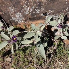 Unverified Other Wildflower or Herb at Flinders Ranges, SA - 24 Sep 2025 by AlisonMilton