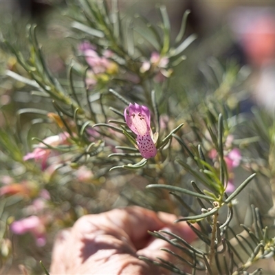 Eremophila alternifolia at Blinman, SA - 24 Sep 2025 by AlisonMilton