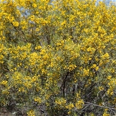 Unverified Other Shrub at Flinders Ranges, SA - 24 Sep 2025 by AlisonMilton