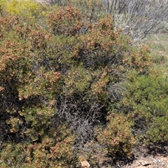 Grevillea (genus) at Flinders Ranges, SA - 24 Sep 2025 by AlisonMilton