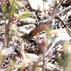 Podalonia tydei (Caterpillar-hunter wasp) at Flinders Ranges, SA - 24 Sep 2025 by AlisonMilton