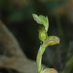 Hymenochilus muticus (Midget Greenhood) by Csteele4