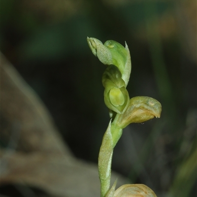 Hymenochilus muticus (Midget Greenhood) at  - suppressed by Csteele4