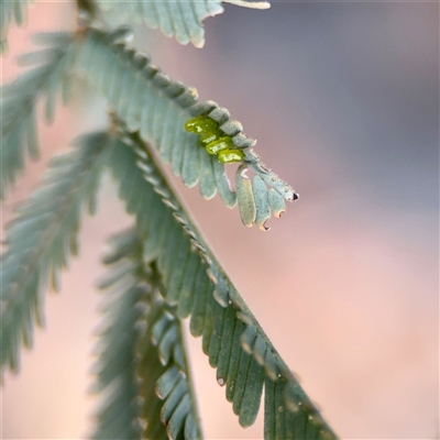 Coleoptera (order) immature at Downer, ACT - 19 Oct 2025 by Hejor1