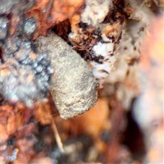 Cryptocephalinae (sub-family) (A case-bearing leaf beetle) at Downer, ACT - 19 Oct 2025 by Hejor1