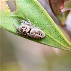 Opisthoncus sp. (genus) (Opisthoncus jumping spider) at Downer, ACT - 19 Oct 2025 by Hejor1