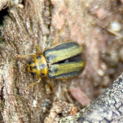 Xanthogaleruca luteola (Elm leaf beetle) at Downer, ACT - 19 Oct 2025 by Hejor1
