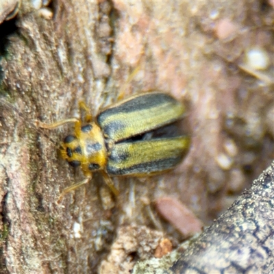 Xanthogaleruca luteola (Elm leaf beetle) at Downer, ACT - 19 Oct 2025 by Hejor1