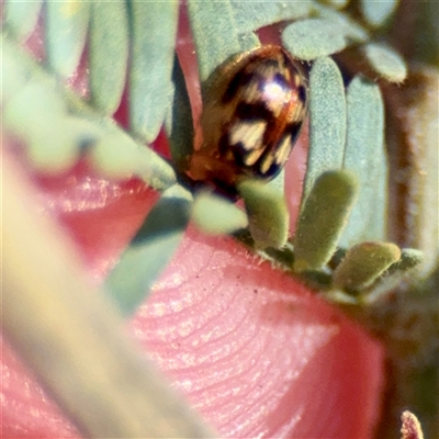 Peltoschema delicatulum (Leaf beetle) at Downer, ACT - 19 Oct 2025 by Hejor1