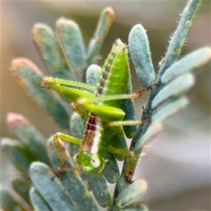 Conocephalus sp. (genus) (A Tussock Katydid) at Downer, ACT - Today by Hejor1