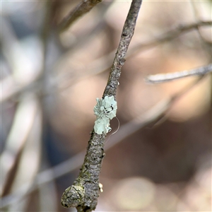 Flavoparmelia sp. at Downer, ACT - Today by Hejor1