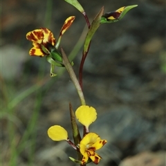 Diuris semilunulata (Late Leopard Orchid) by Csteele4