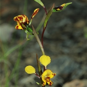 Diuris chryseopsis by Csteele4