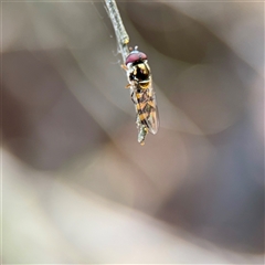 Simosyrphus grandicornis (Common hover fly) at Downer, ACT - 19 Oct 2025 by Hejor1