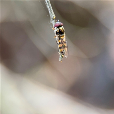 Simosyrphus grandicornis (Common hover fly) at Downer, ACT - 19 Oct 2025 by Hejor1