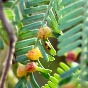 Austroacacidiplosis botrycephalae at Downer, ACT - Today by Hejor1