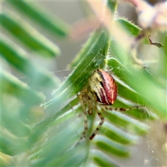 Theridion pyramidale at Downer, ACT - 19 Oct 2025 by Hejor1