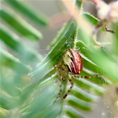 Theridion pyramidale at Downer, ACT - 19 Oct 2025 by Hejor1