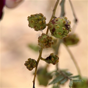 Acacia insect gall at Downer, ACT - Today by Hejor1
