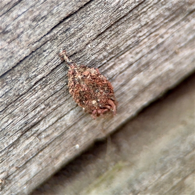Cebysa leucotelus (Australian Bagmoth) at Downer, ACT - 19 Oct 2025 by Hejor1